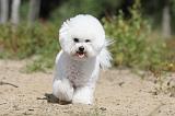 BICHON FRISE 363